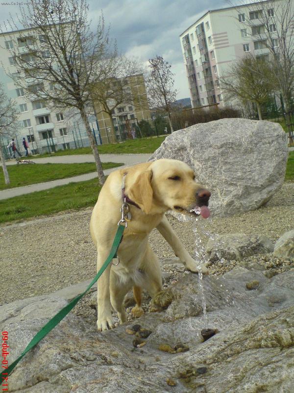 Foto: ��zn�v� B�ra-velk� ��zen