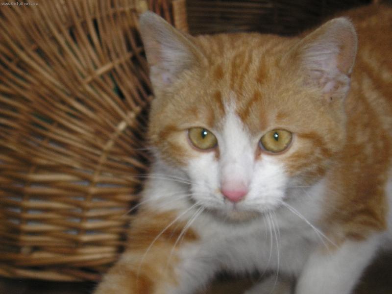 Foto: salem-salem ze st�elic