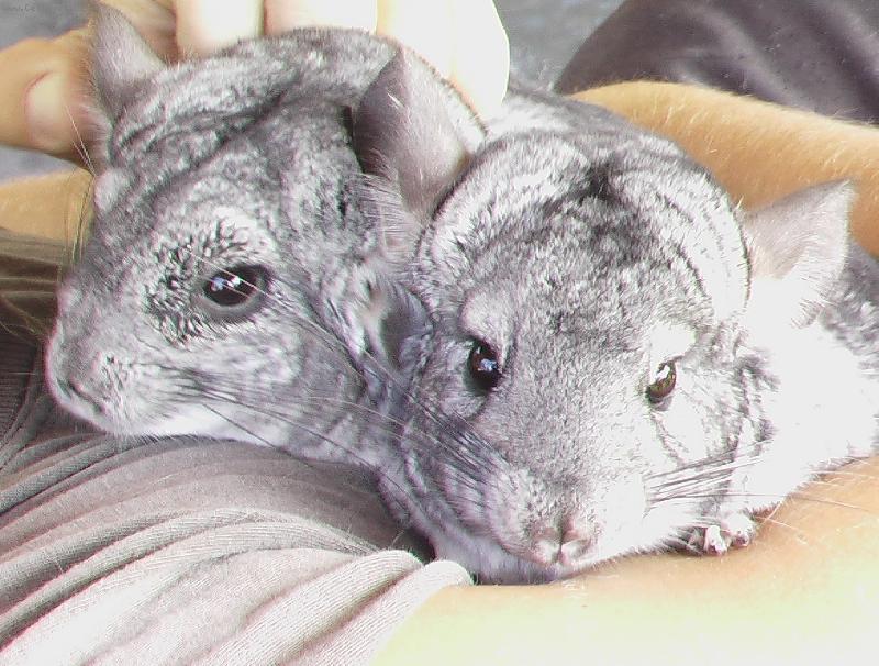 Foto: Pi�ta a Fi�ta-Na�i raub��i