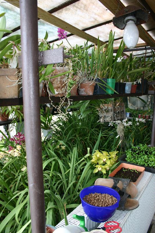 Foto: Orchidea-Fotky od Anonyma !!!