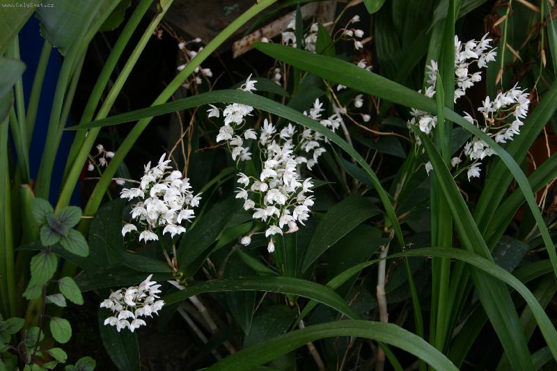 Foto: Orchidea-Fotky od Anonyma !!!