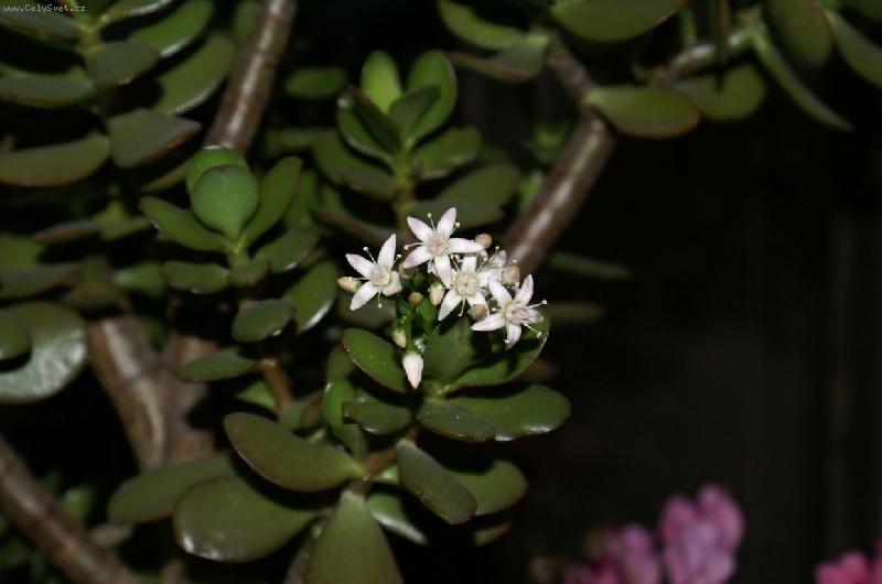 Foto: kvetouc� tlustice-Stal se z�zrak rozkvetla mi