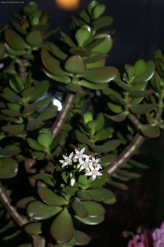 Foto: kvetouc� tlustice-Stal se z�zrak rozkvetla mi