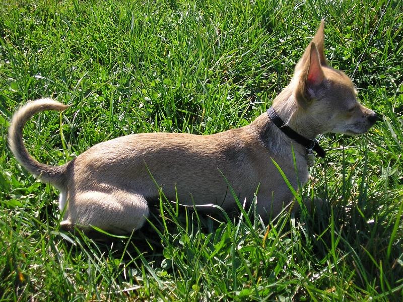 Foto: Denny v tr�v�-pohodi�ka na slun��ku