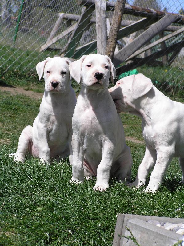 Foto: Dragon   Damia   Don T Blansk� les