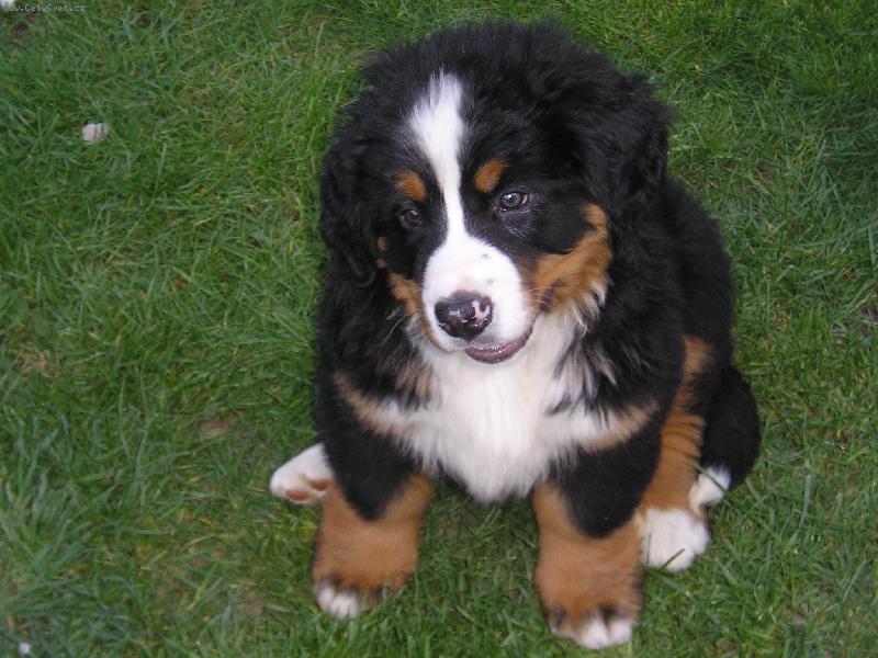 Foto: kasik-kasik na dvorku