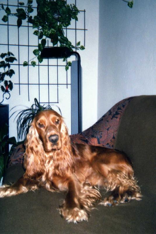 Foto: N� dom�c� mil��ek