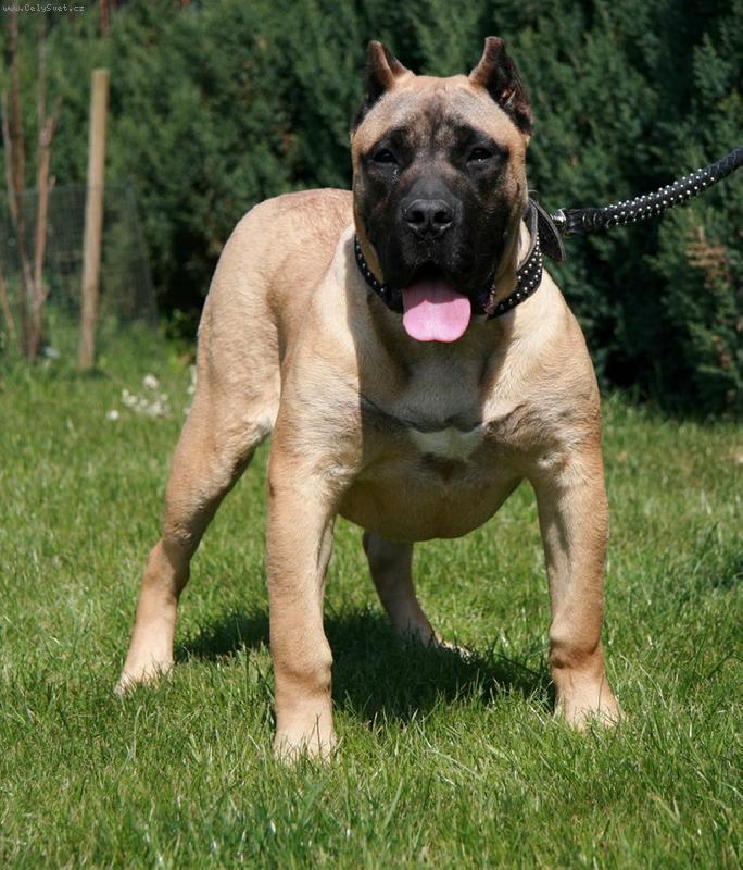 Foto: GUAPPA Guanchos