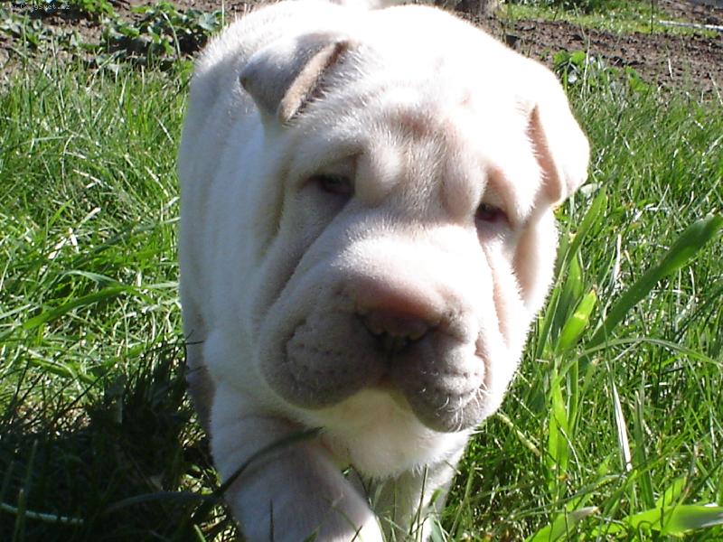 Foto: Orlando Monthy Pu Ang