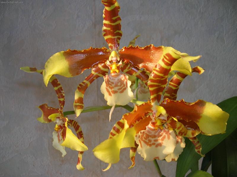 Foto: Odontoglossum grande