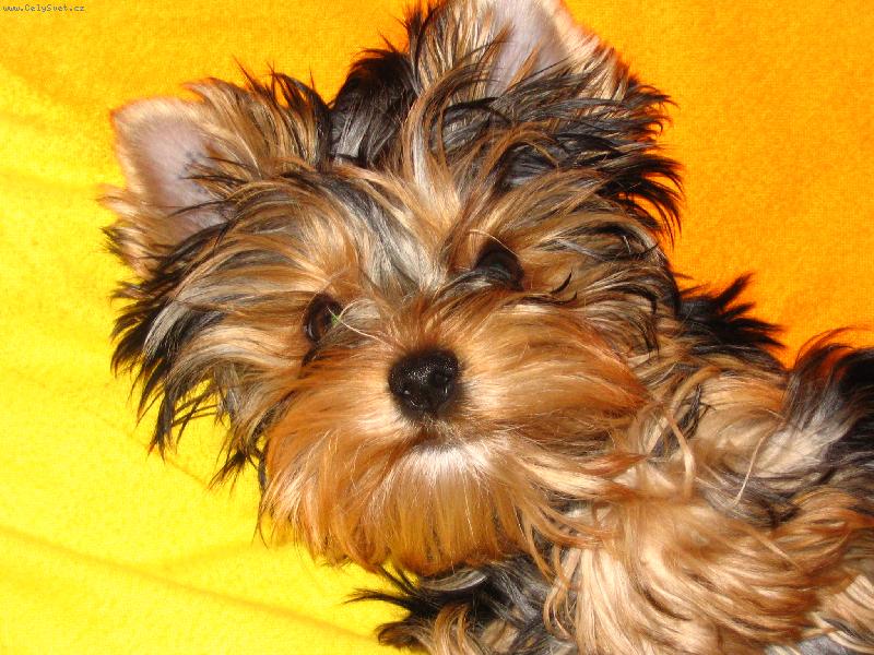 Foto: �ert�k-Medy