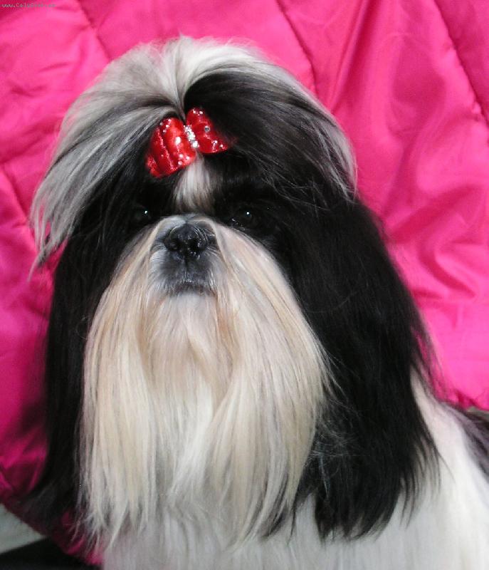 Foto: Jch Princ Bajaja z IVAFRE