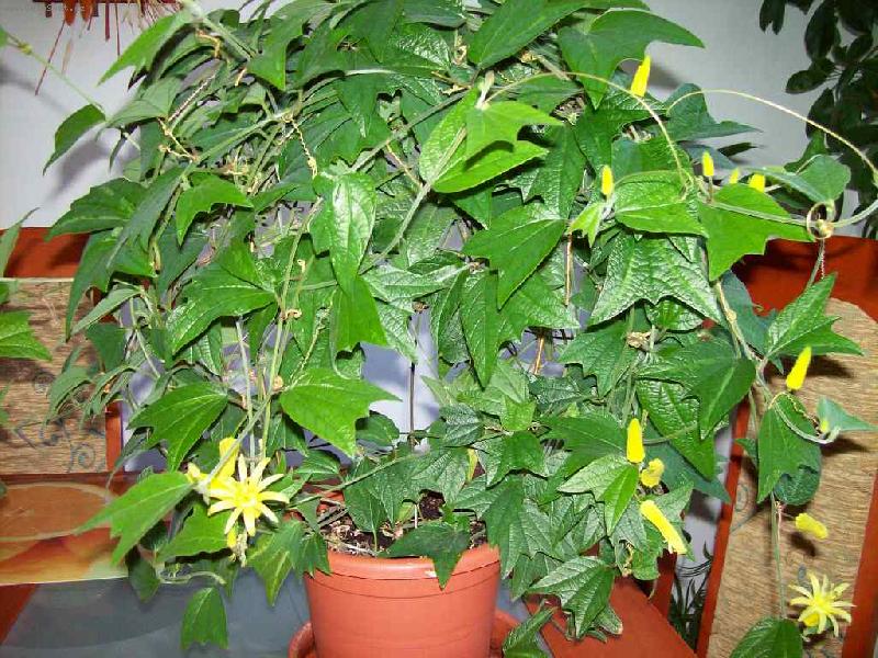 Foto: �lut� mu�enka