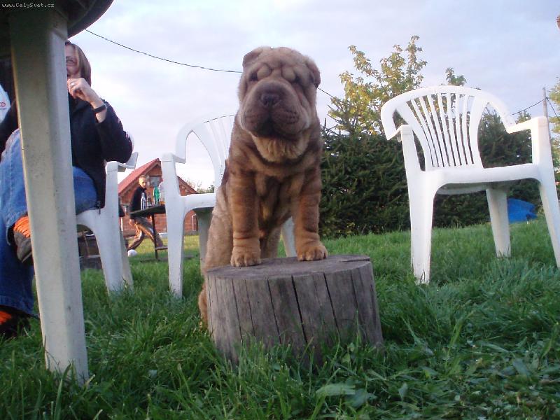 Foto: Rupp��ek - �editel zem�koule :)