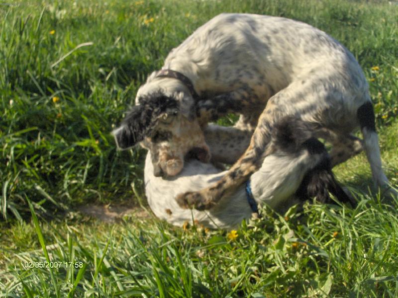 Foto: dva v jednom...Oskarek a jeho sestra meluz�na-dva v jednom...Oskarek a jeho sestra meluz�na