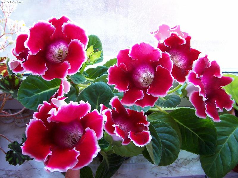 Foto: Gloxinie-gloxinie �erven� s b�l�m okrajem