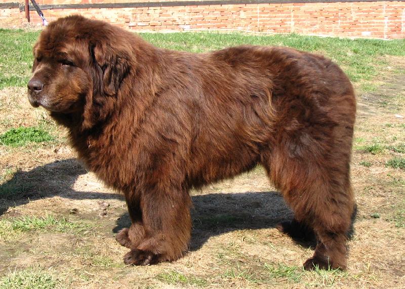 Foto: Novofundlansk� pes -brown
