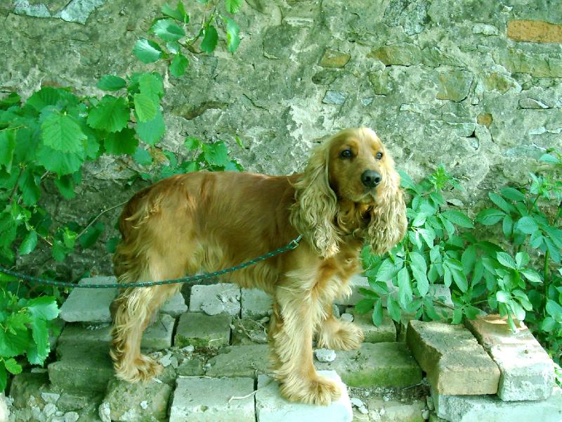 Foto: Denny-Anglick� kokr�pan�l