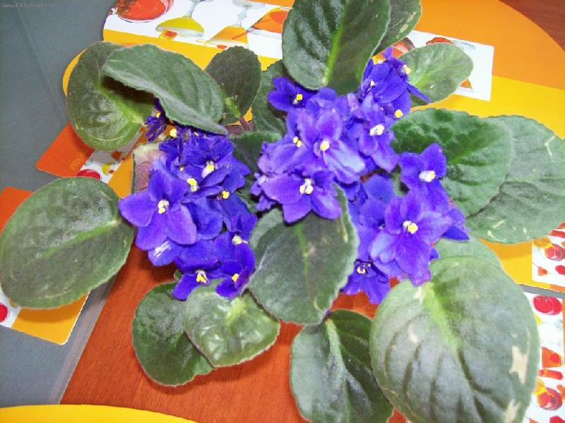 Foto: fialka-fialov� fialka
