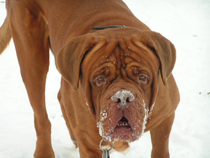 Foto: Bastien-Miluju sn�h!