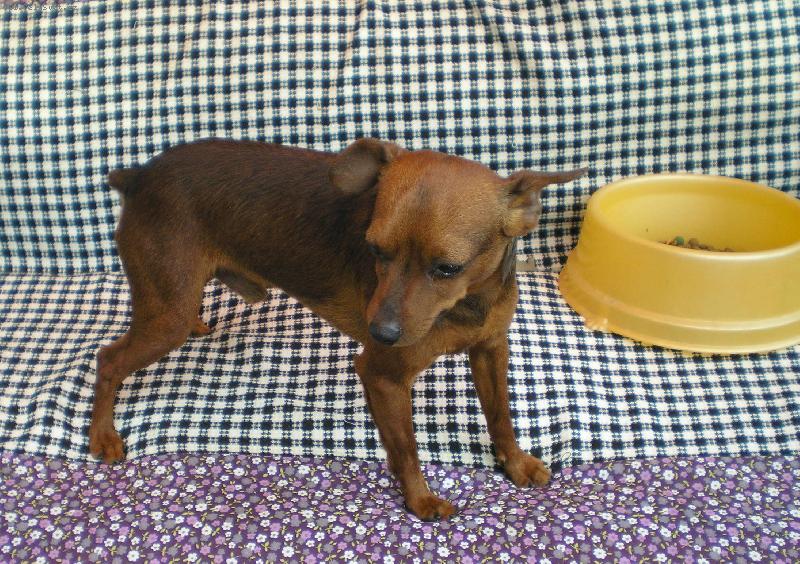 Foto: Srn�� ratl��ek