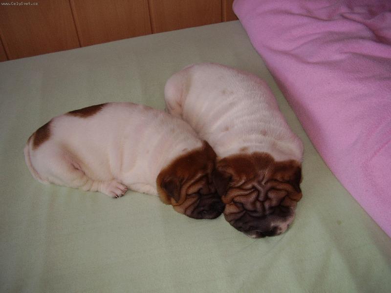 Foto: Harlek�n-Rony  ... sarpejrony.estranky.cz