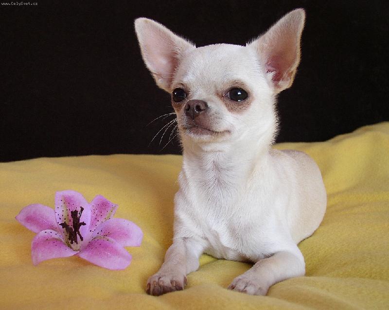 Foto: A Snow Flake Andrax Gold-Vlo�ka 6 mes.