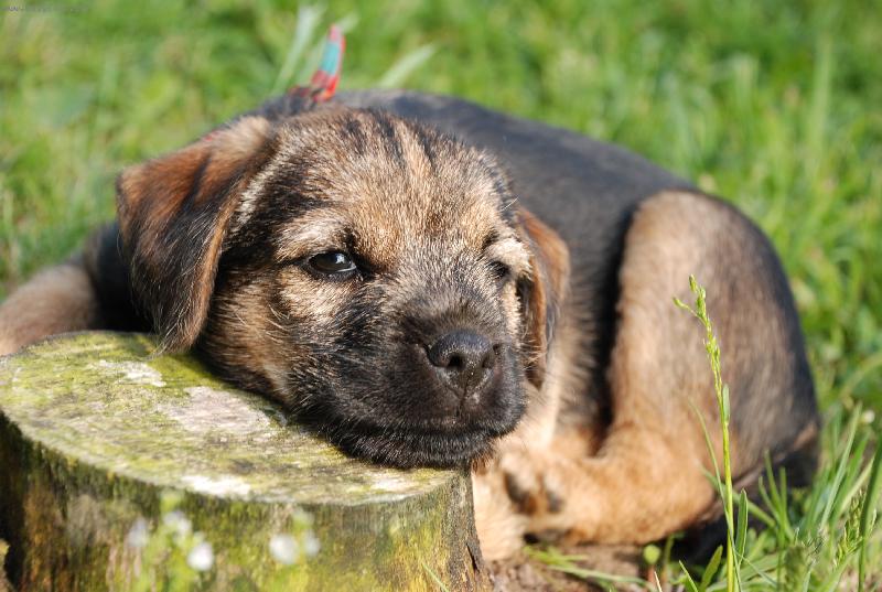 Foto: Argo Horsk� Lovec