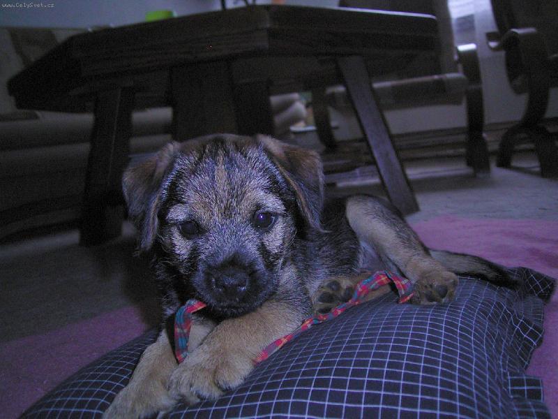 Foto: Argo Horsk� Lovec