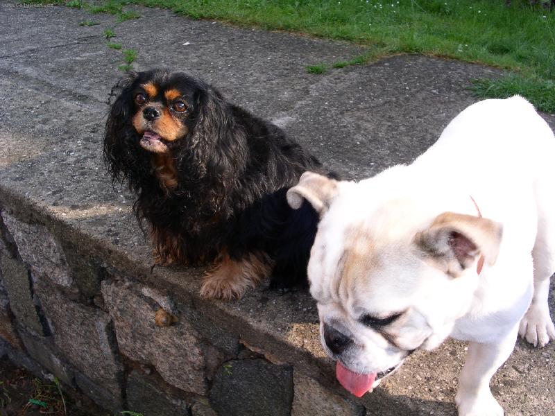 Foto: Bambulka a Houmr