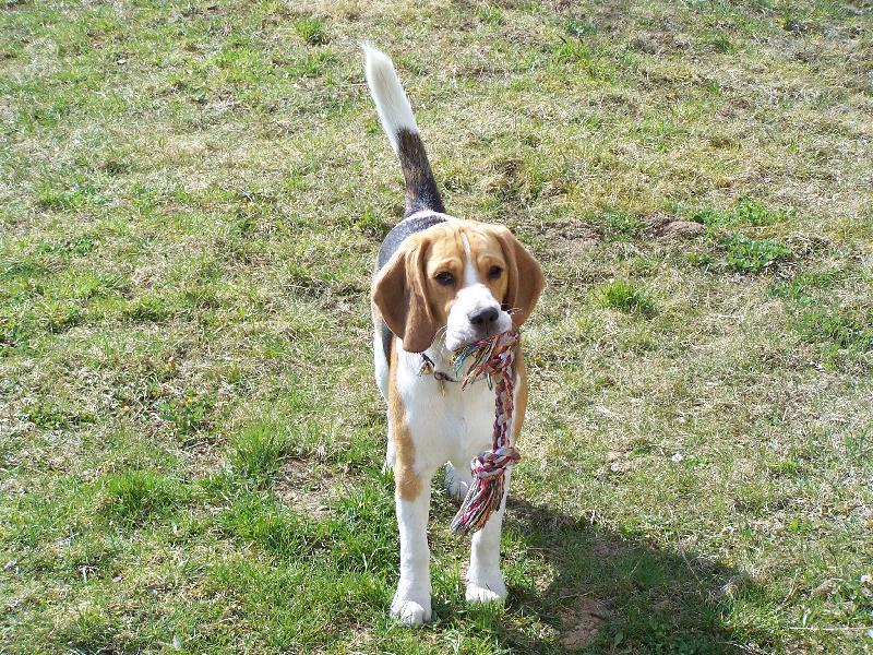 Foto: Harier Bonny-V dev�ti m�s�c�ch na pr�zdnin�ch