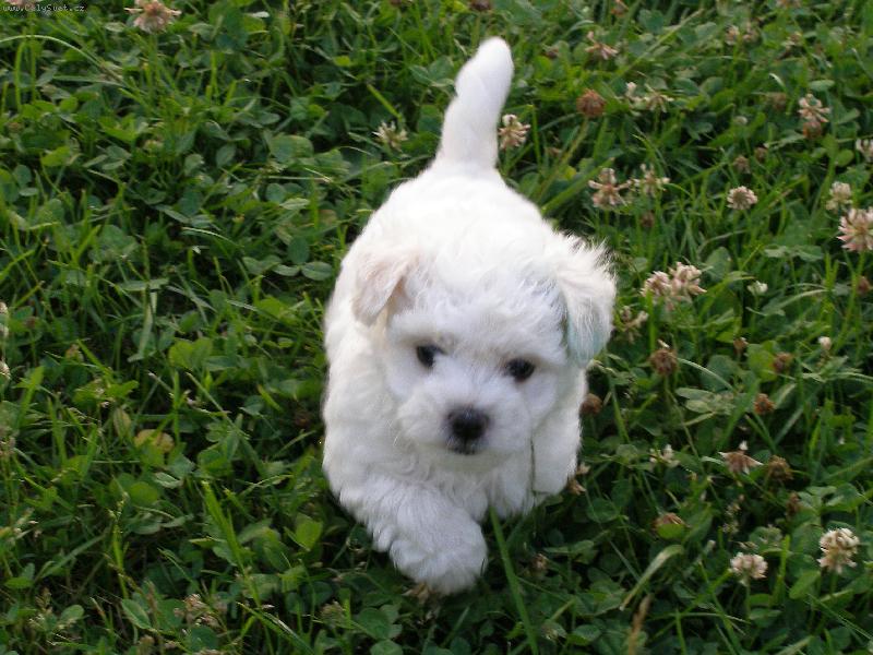 Foto: Caesar Max-b��m