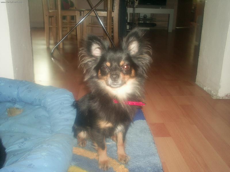 Foto: Bessinka-To jsem ko�ka, co?