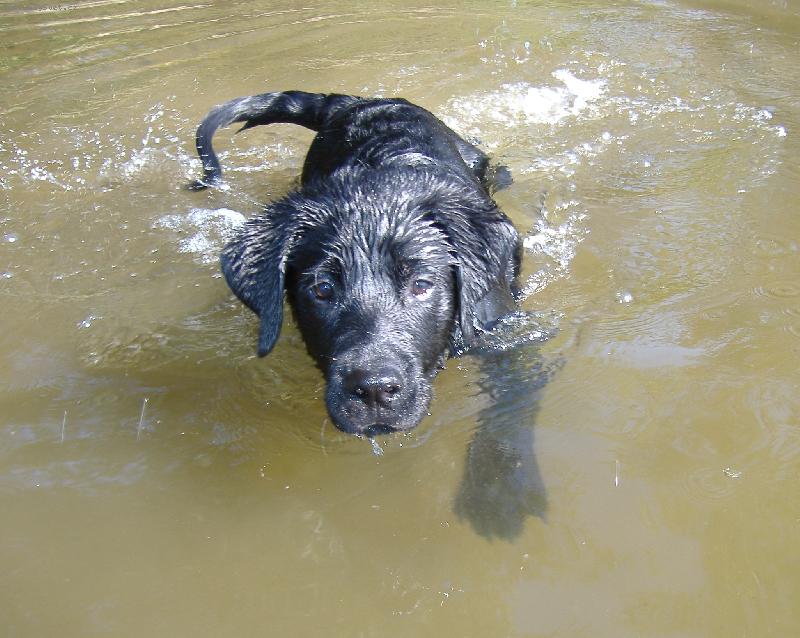 Foto: Sid (4 mes�ce - 19,5 kilo)