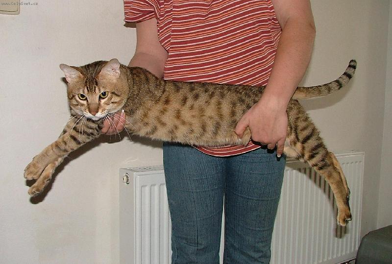 Foto: Ab��ek (F5)