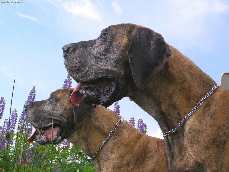 Foto: Amigo   Ascani