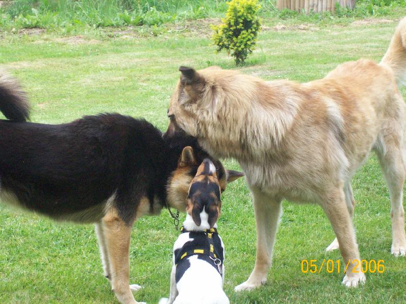 Foto: Ps� trojkoalice-co je �eptem.....