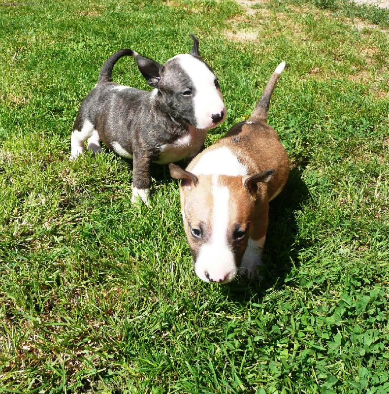 Foto: Mal� caparti