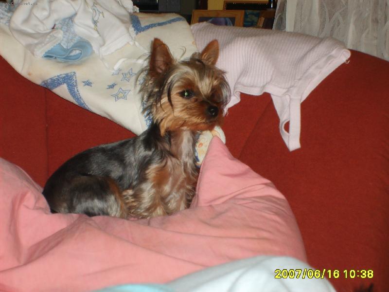 Foto: Jennynka-Jennynka p�ed ost�ih�n�m