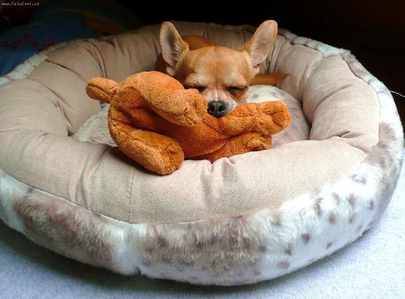 Foto: Celest�nek-Celou�ek spink�