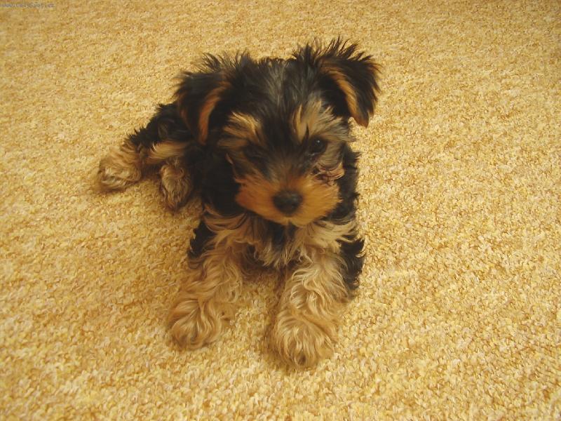 Foto: Bady-mil��ek rodiny