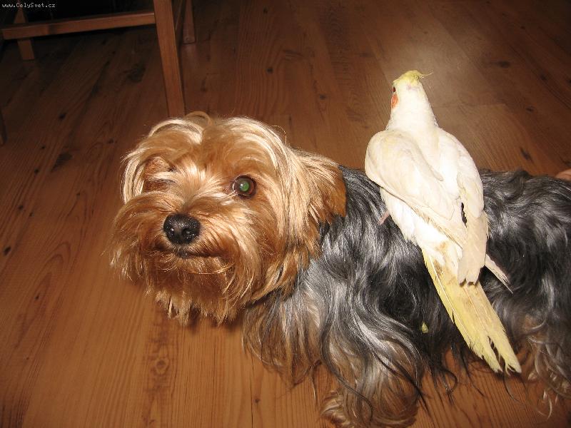 Foto: Mil��ek Charl�-York��rsk� teri�r