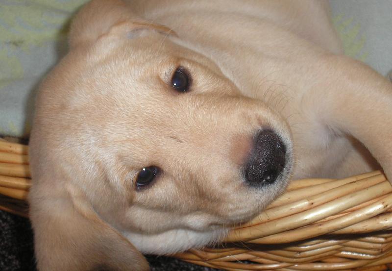 Foto: L�ska moja:))-Brita