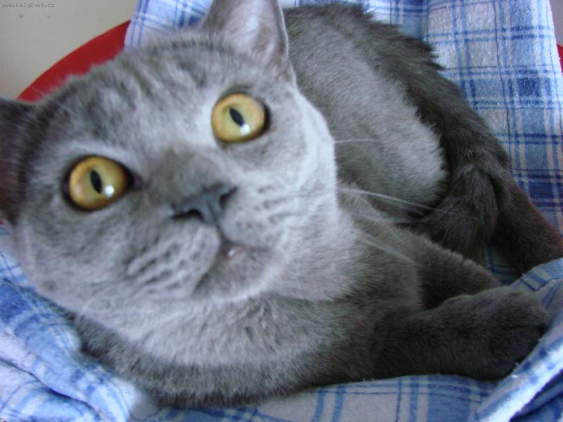 Foto: Bene�ek-Nejv�t�� ko�i�� mazel.