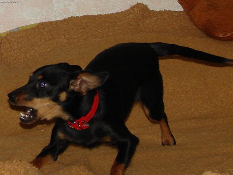 Foto: Srn�� ratl��ek Aminka-um� se p�kn� roz�ilovat