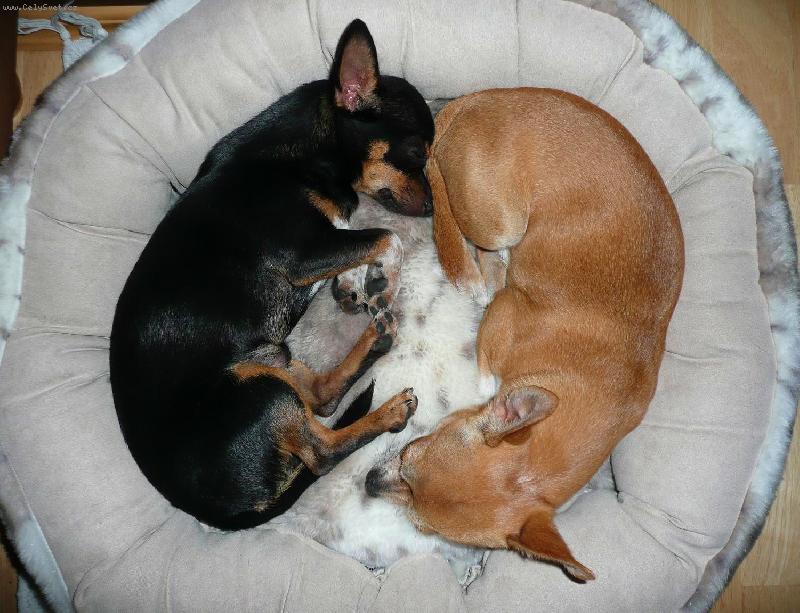 Foto: Kluci spolu v pel�ku-Celest�n a Valent�n