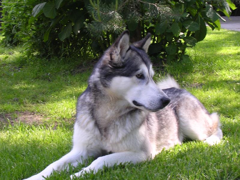 Foto: Na�e malamutsk� krasavice Eibinka