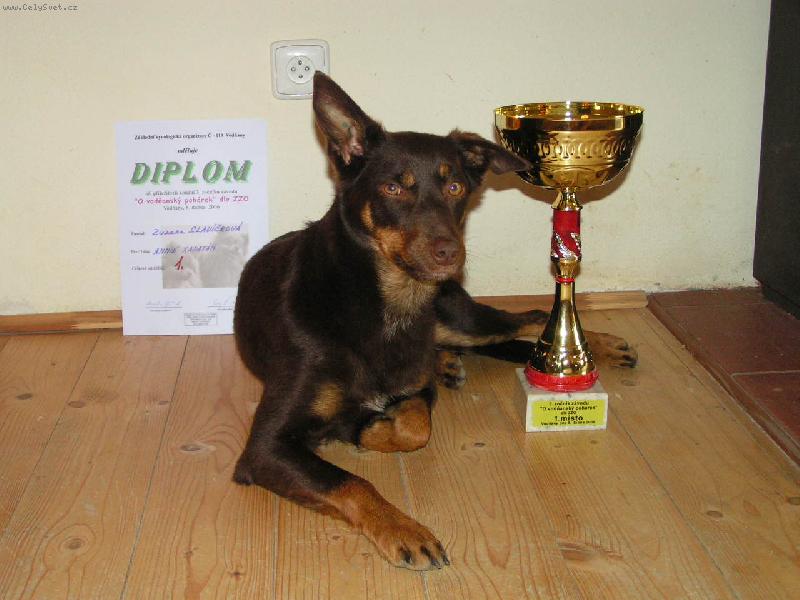 Foto: Annie Xapat�n-Australsk� kelpie z P�sku