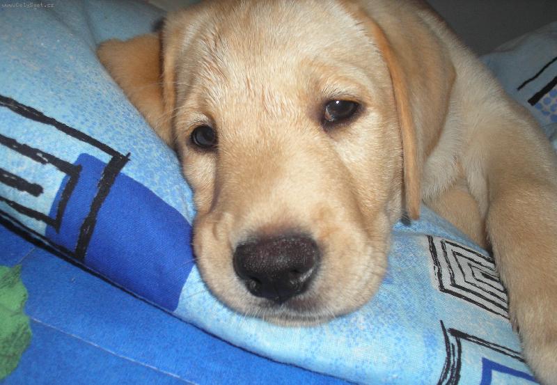 Foto: Brita-Nech m� u� bejt