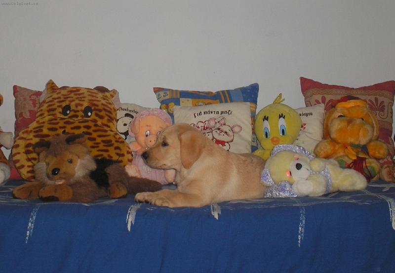 Foto: Labradorek-J� nejsem ply�ov�
